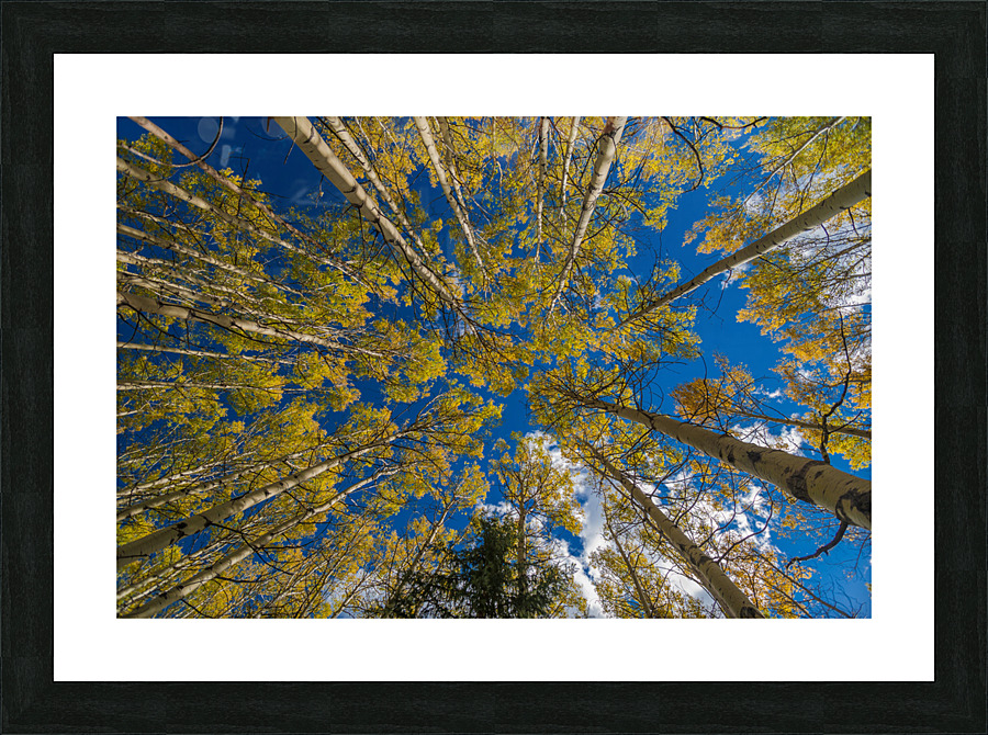 Fall Aspens Picture Frame print