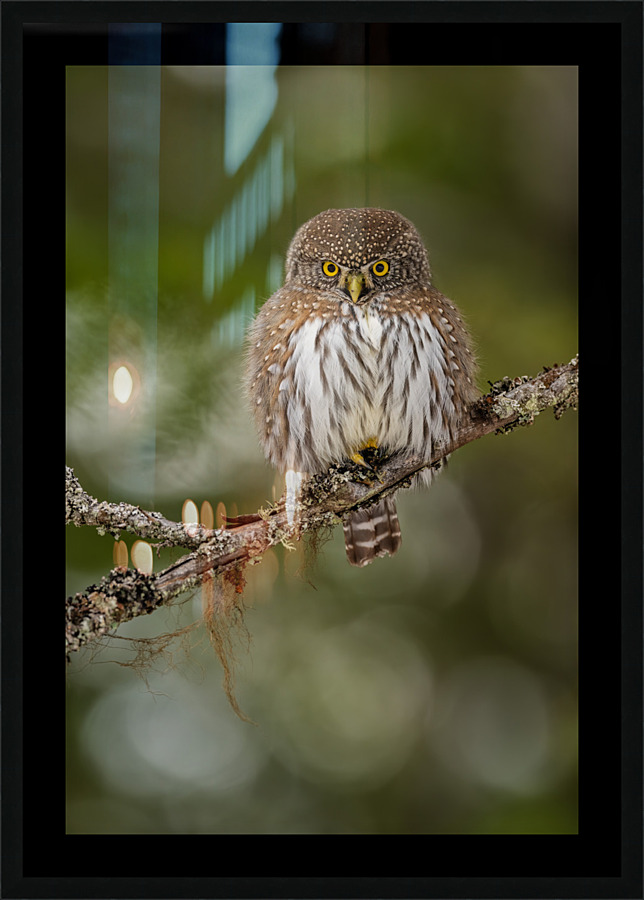 Northern Pygmy Owl Impression et Cadre photo