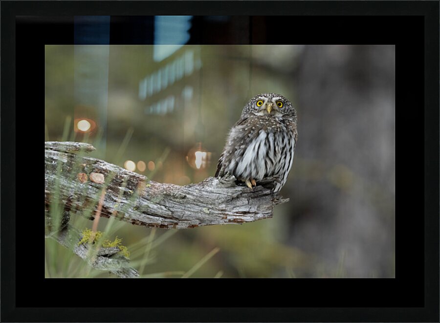 Northern Pygmy Owl Picture Frame print