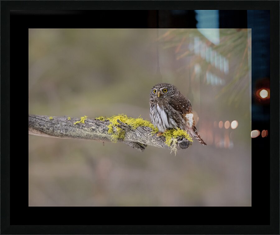 Northern Pygmy Owl Picture Frame print
