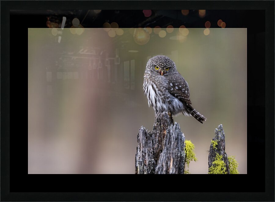Northern Pygmy Owl Picture Frame print