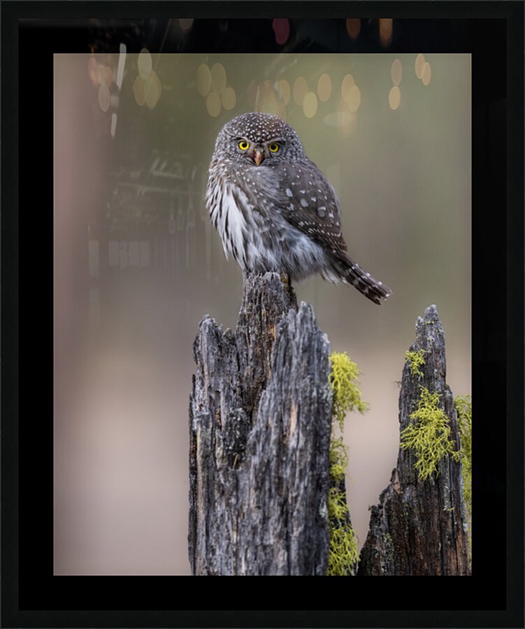 Northern Pygmy Owl Picture Frame print