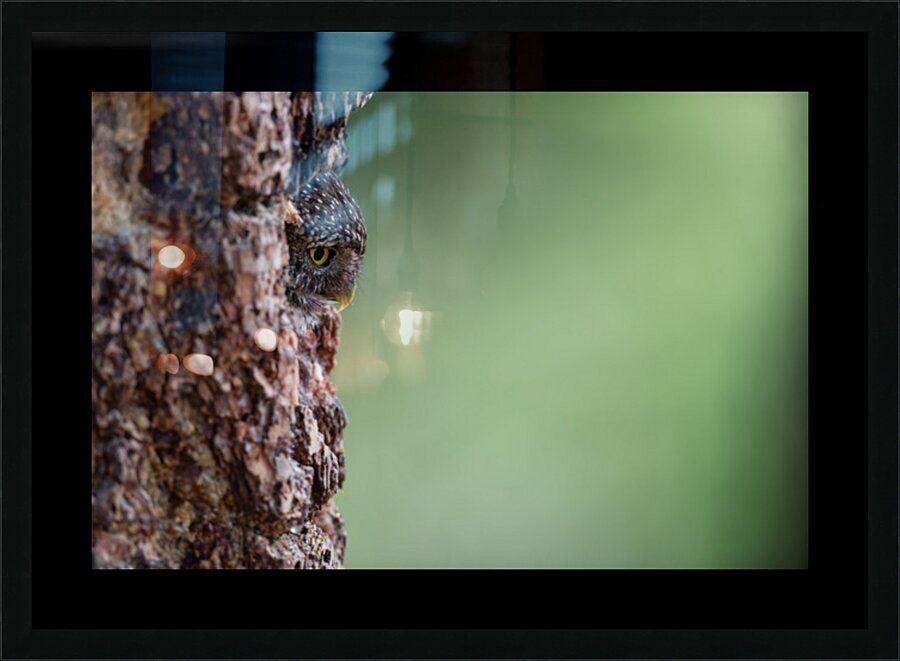 Northern Pygmy Owl Picture Frame print