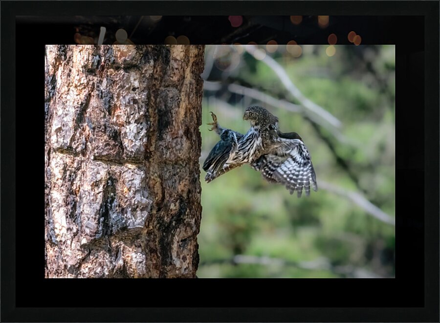 Northern Pygmy Owl Picture Frame print