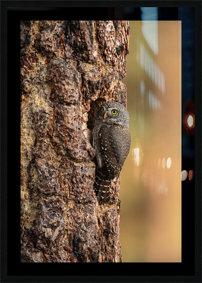 Northern Pygmy Owl Picture Frame print