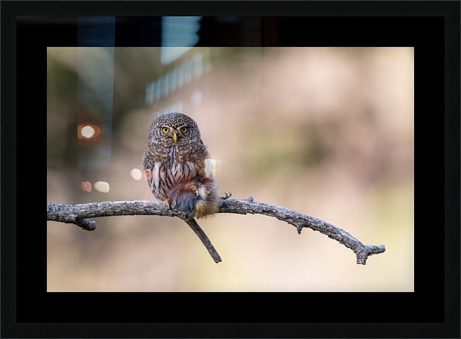 Northern Pygmy Owl Picture Frame print