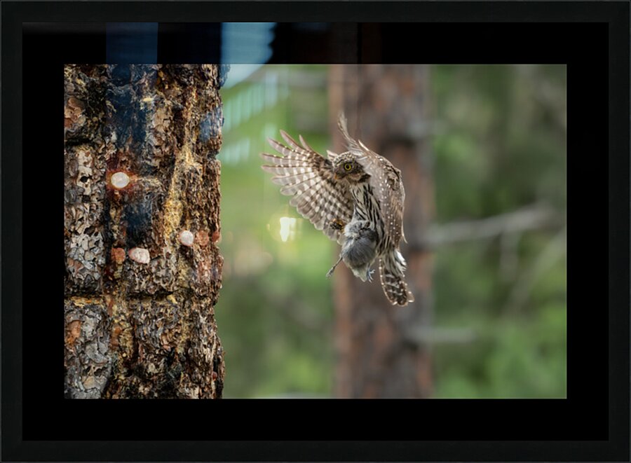 Northern Pygmy Owl Picture Frame print