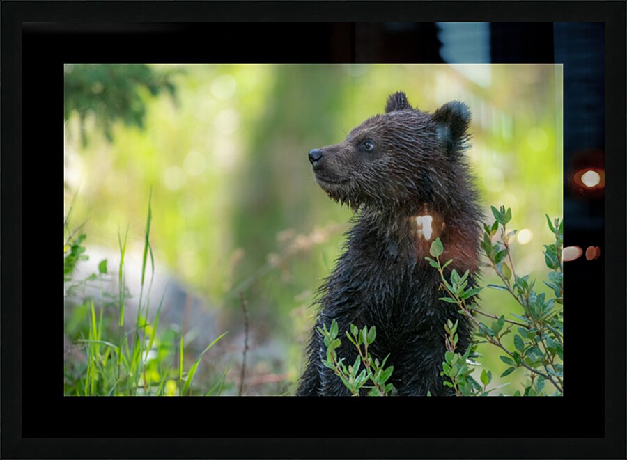 Grizzly Cub Picture Frame print