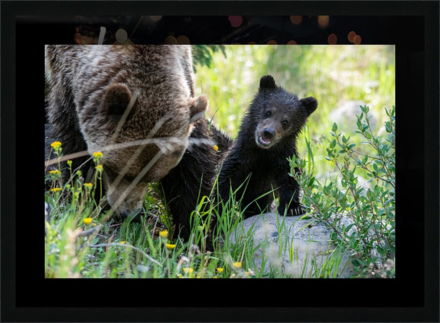 Grizzly Cub Picture Frame print