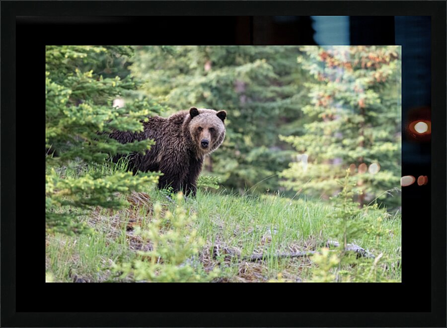 Grizzly Bear Picture Frame print