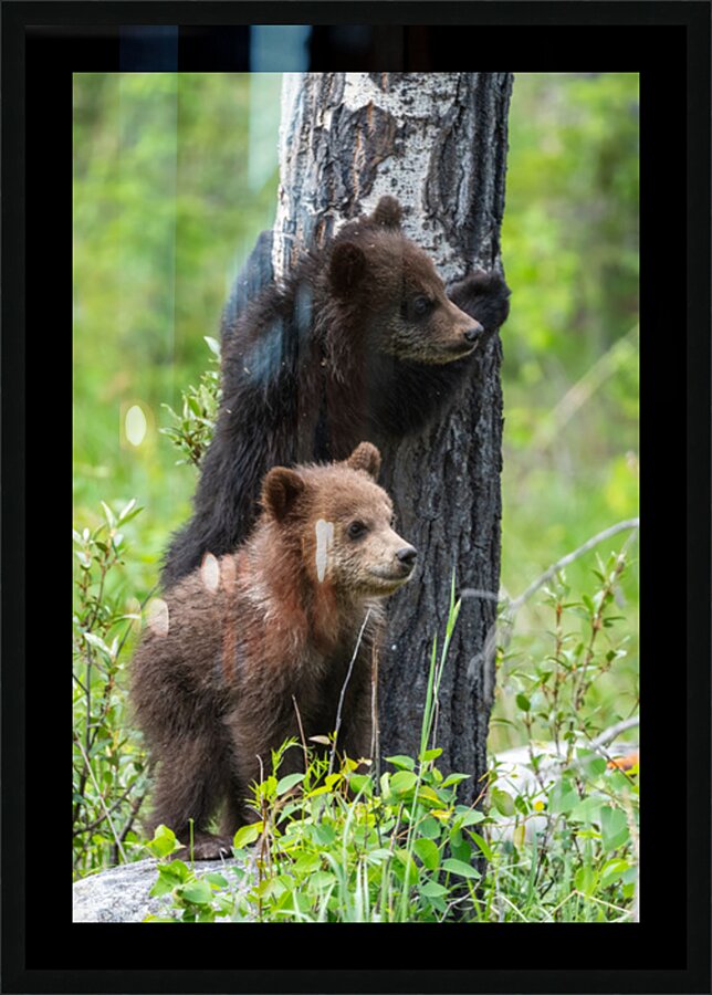 Grizzly Cubs Picture Frame print