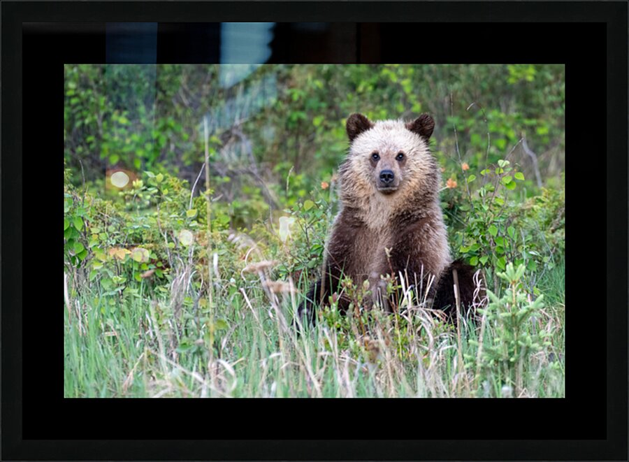 Grizzly Cub Picture Frame print