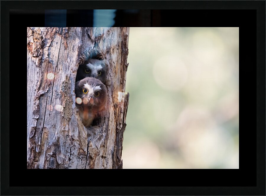 Northern Saw-Whet Owlets Picture Frame print