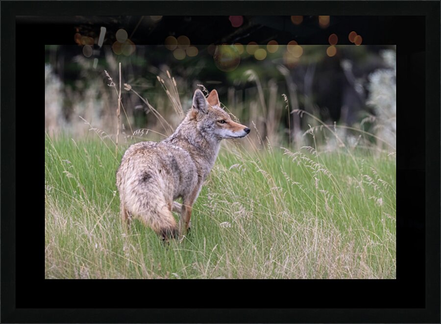 Coyote Picture Frame print