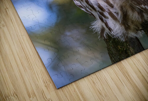 Barred Owl Randy Tremblay Photography puzzle