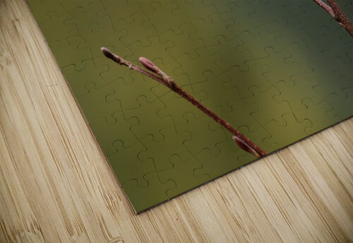 Northern Pygmy Owl Randy Tremblay Photography puzzle