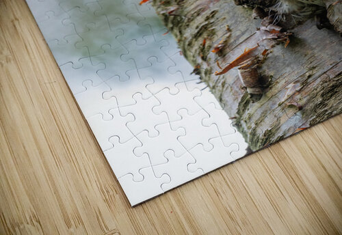 Western Screech Owl Randy Tremblay Photography puzzle