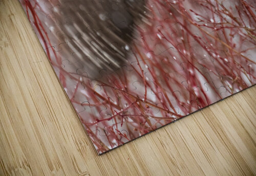 Northern Hawk Owl Randy Tremblay Photography puzzle