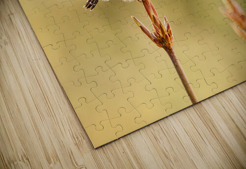 Northern Pygmy Owl Randy Tremblay Photography puzzle