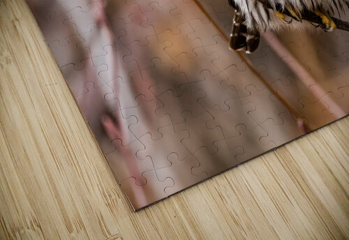 Northern Pygmy Owl Randy Tremblay Photography puzzle