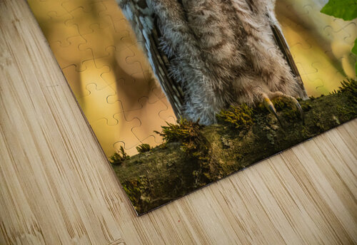 Barred Owl Randy Tremblay Photography puzzle