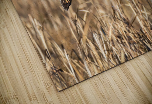 Short-eared Owl Randy Tremblay Photography puzzle