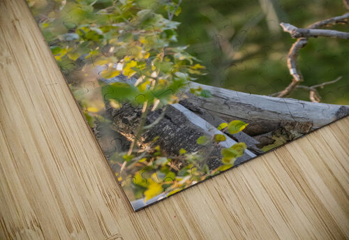 Great Gray Owlet Randy Tremblay Photography puzzle