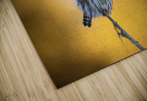 Northern Pygmy Owl Randy Tremblay Photography puzzle