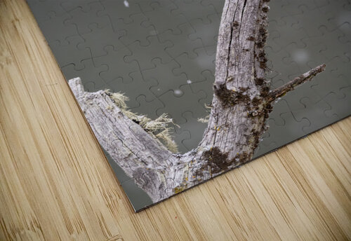 Northern Pygmy Owl Randy Tremblay Photography puzzle