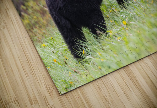 Black Bear Randy Tremblay Photography puzzle