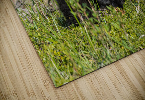 Black Bear Cubs Randy Tremblay Photography puzzle