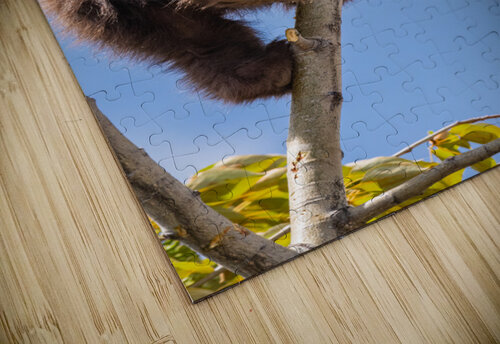 Black Bear Cub Randy Tremblay Photography puzzle