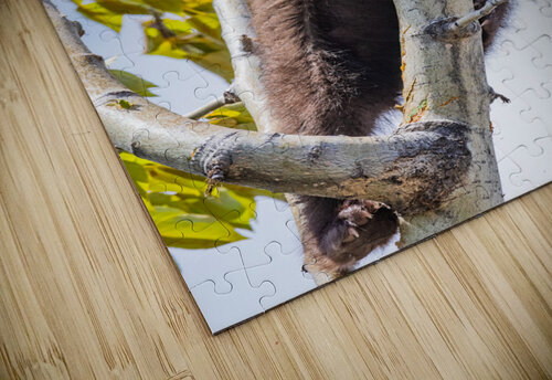 Black Bear Cub Randy Tremblay Photography puzzle