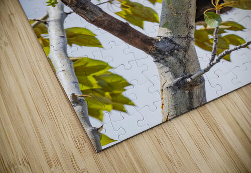 Black Bear Cub Randy Tremblay Photography puzzle