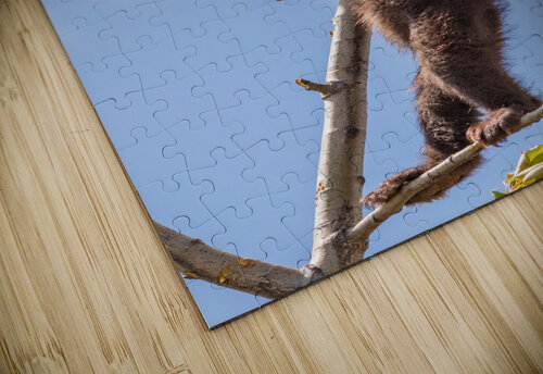 Black Bear Cubs Randy Tremblay Photography puzzle