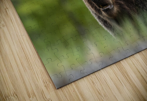 Grizzly Boar Randy Tremblay Photography puzzle