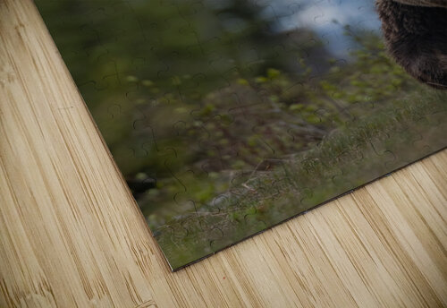 Grizzly Boar Randy Tremblay Photography puzzle