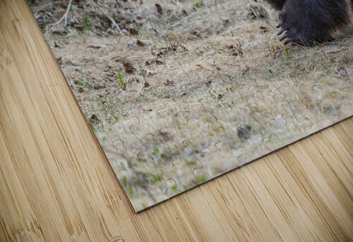 Grizzly Boar Randy Tremblay Photography puzzle