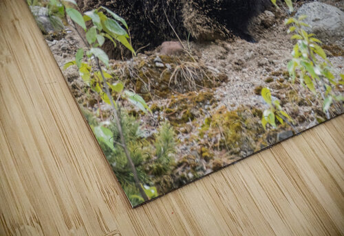 Grizzly Boar Randy Tremblay Photography puzzle