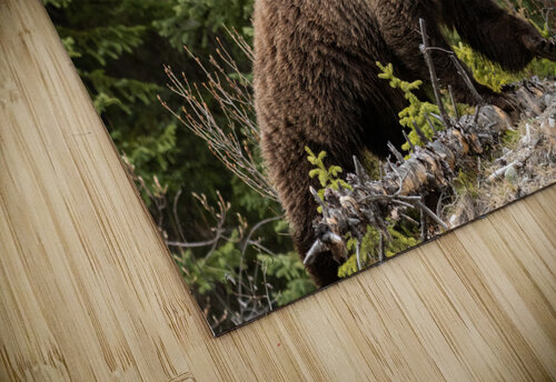 Grizzly Boar Randy Tremblay Photography puzzle