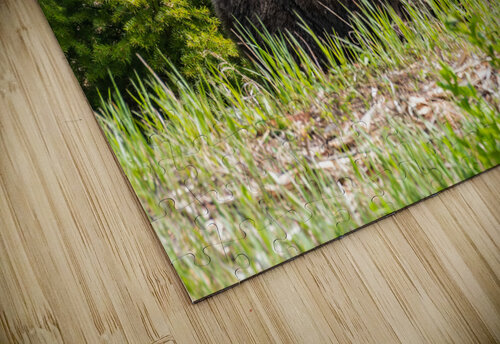 Grizzly Sow with Cub Randy Tremblay Photography puzzle