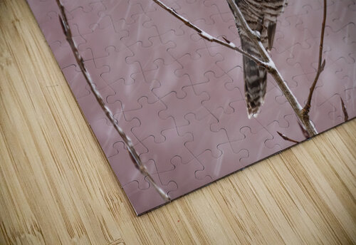 Northern Hawk Owl Randy Tremblay Photography puzzle