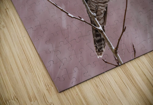 Northern Hawk Owl Randy Tremblay Photography puzzle