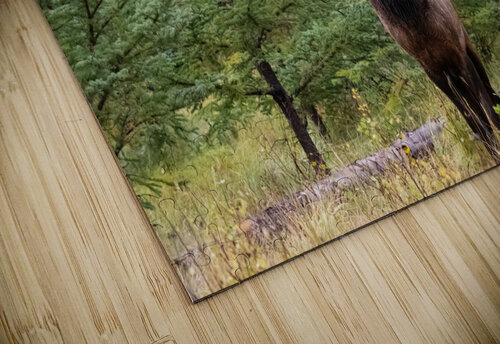 Bull Elk Randy Tremblay Photography puzzle
