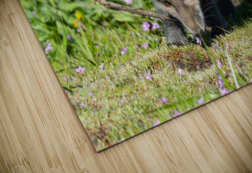 Red Fox Kit Randy Tremblay Photography puzzle