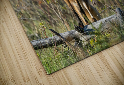 Red Fox Randy Tremblay Photography puzzle