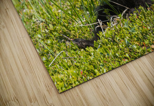 Black Bear Cub Randy Tremblay Photography puzzle