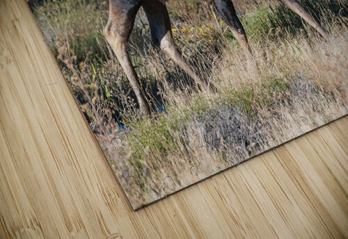 Bull Moose Randy Tremblay Photography puzzle