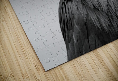 Raven Randy Tremblay Photography puzzle