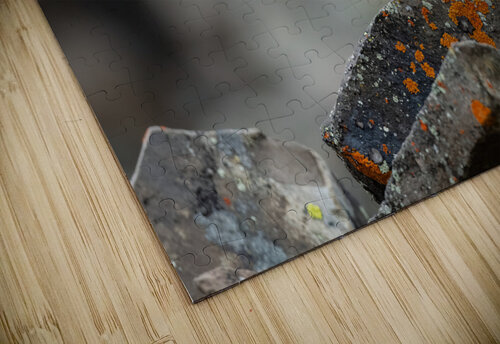 American Pika Randy Tremblay Photography puzzle